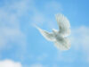 A photo to represent funeral personalisation option 'Dove Release'
