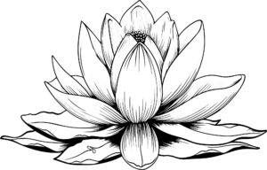 Lotus flower graphic
