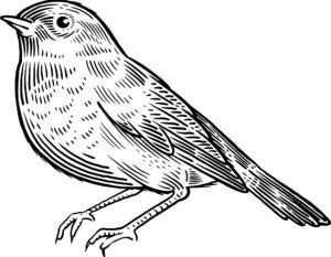 Robin graphic