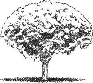 Tree graphic