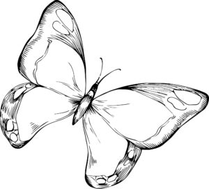 Butterfly graphic