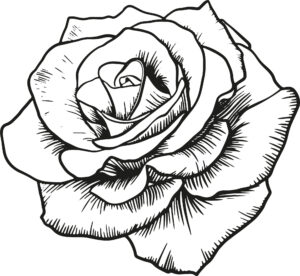 Rose graphic