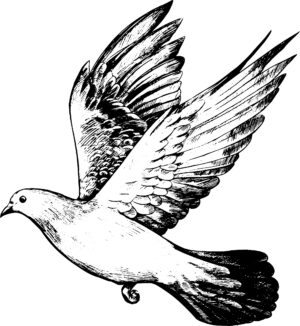 Dove graphic