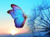 Anticipated Loss / Pre-Bereavement Care thumbnail photograph